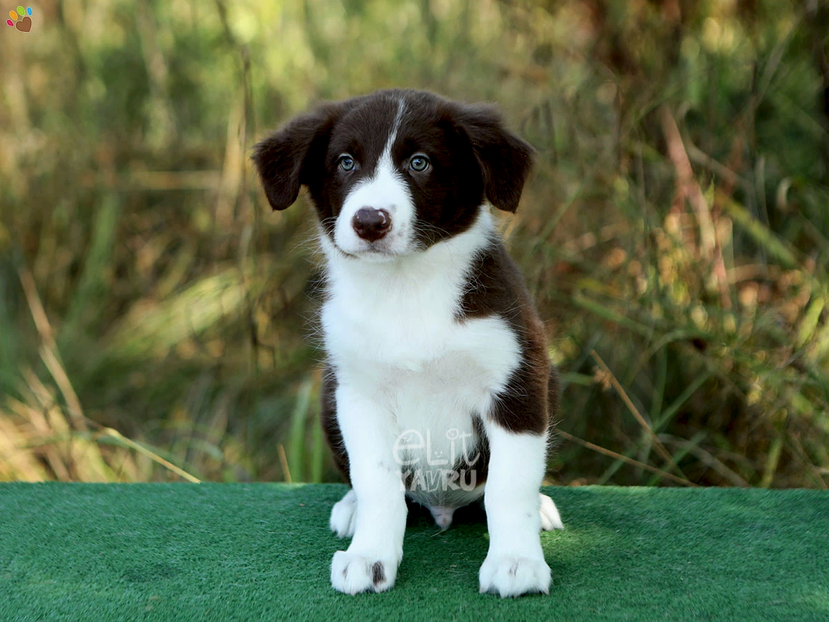 Border Collie Bernie