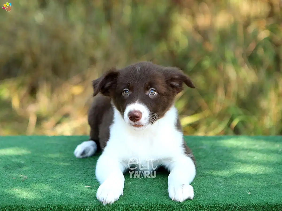 Border Collie Bimba 2