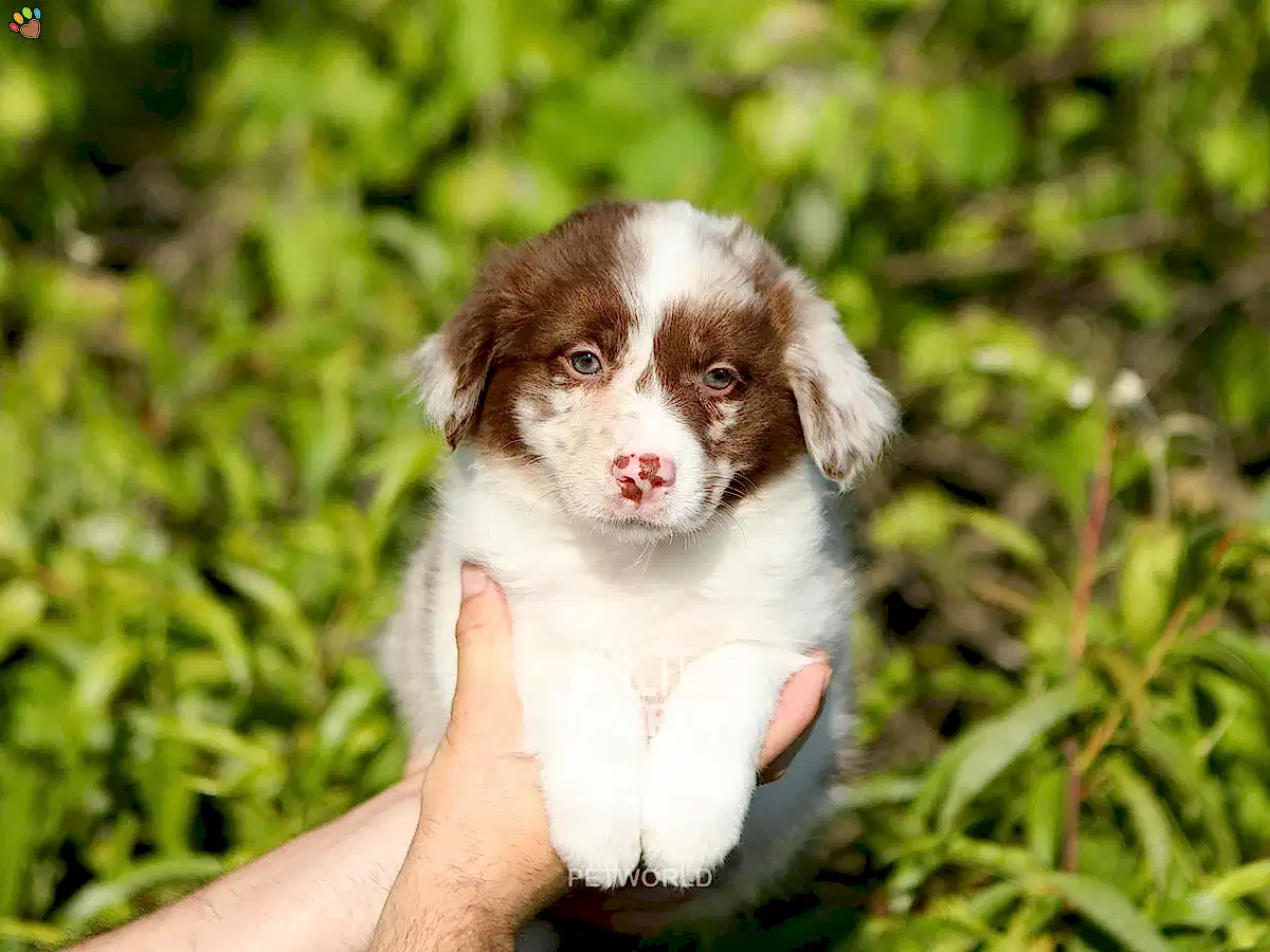 Border Collie Biscuit