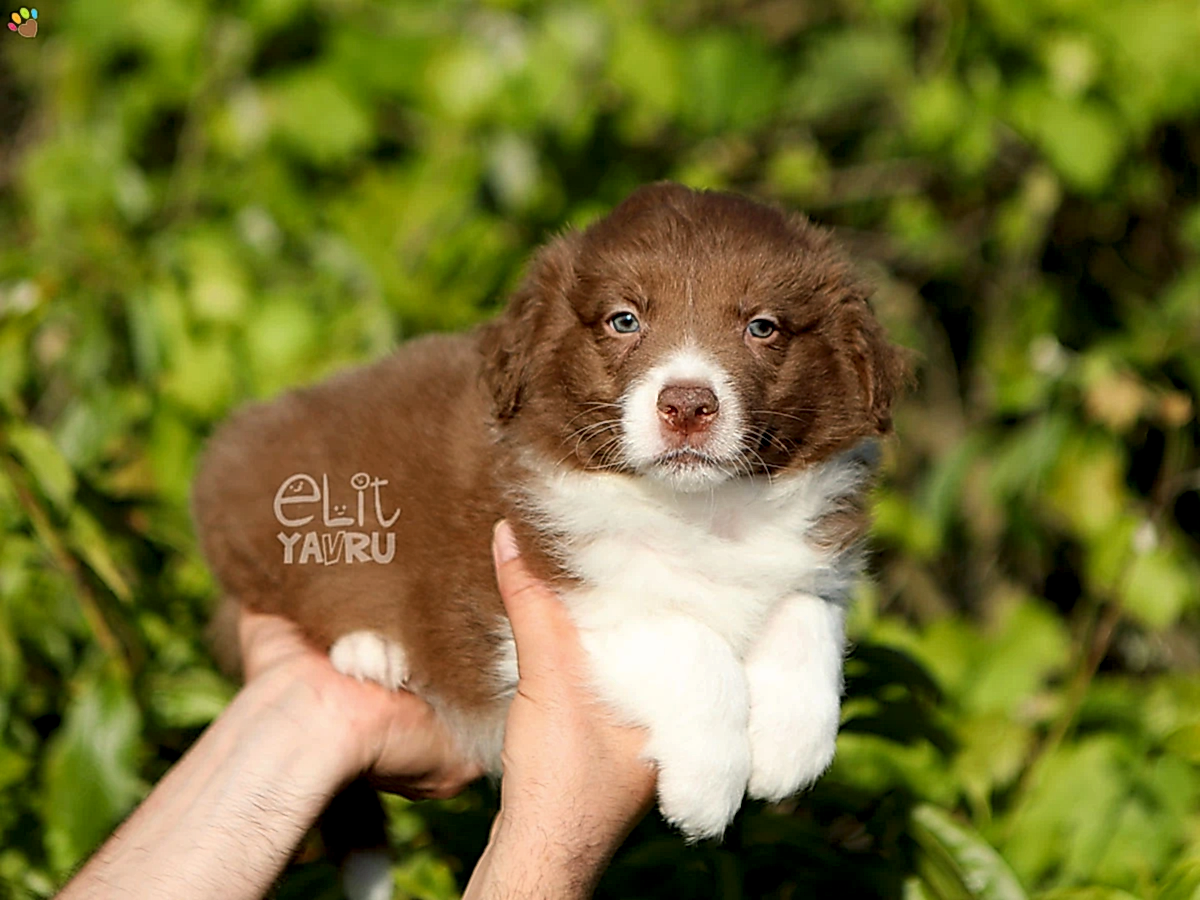 Border Collie Brenda