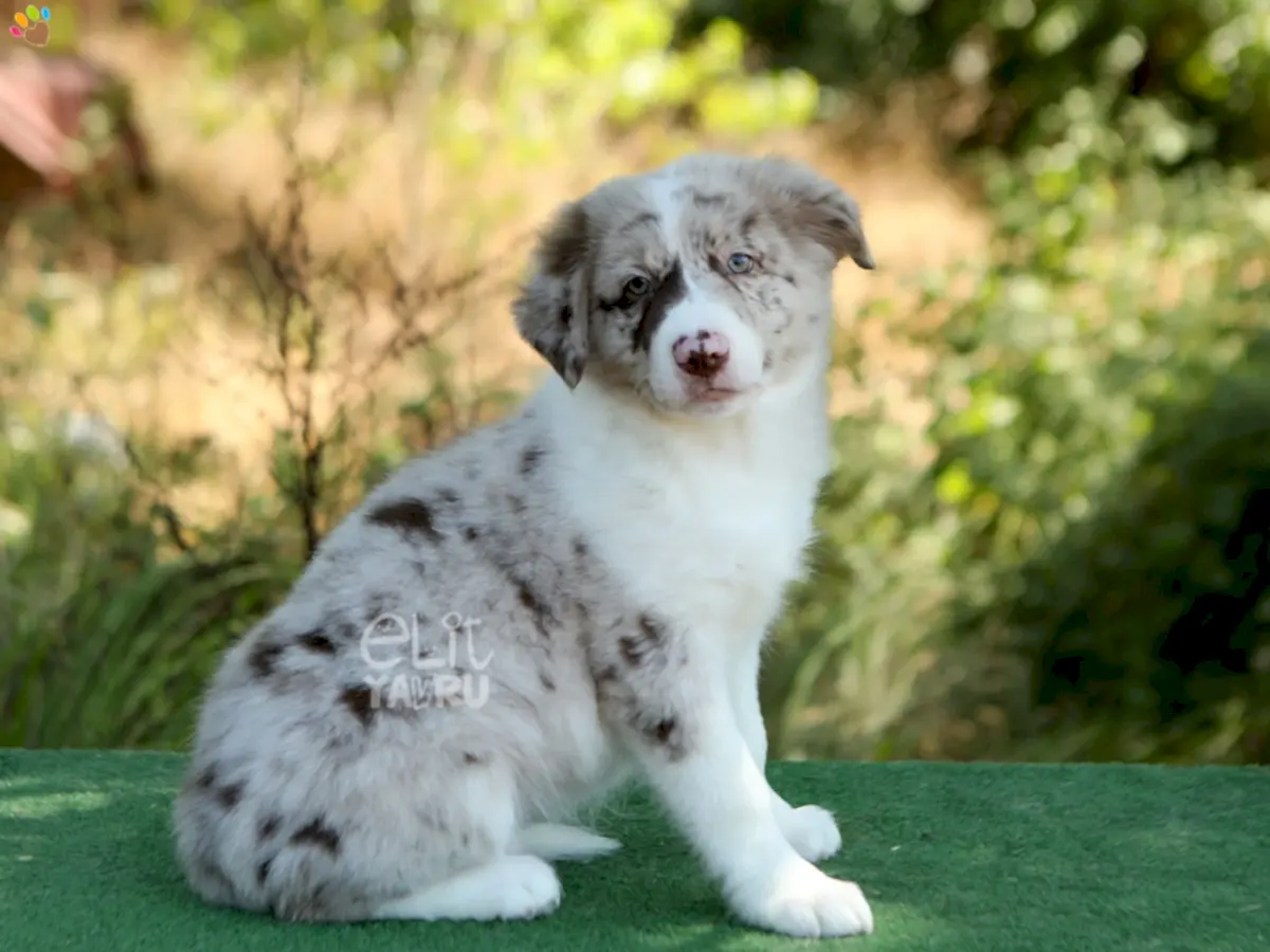 Border Collie Bubbles 2