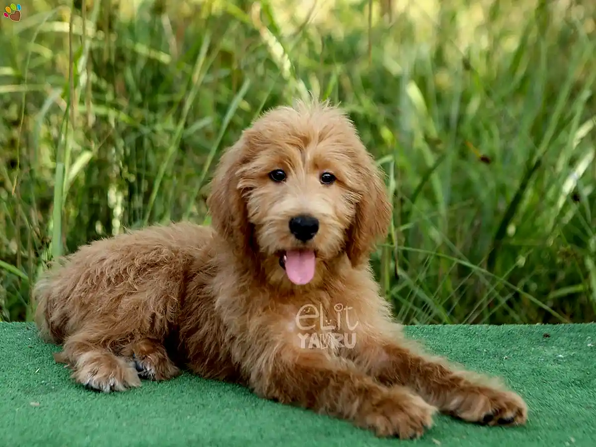 Labradoodle Edward