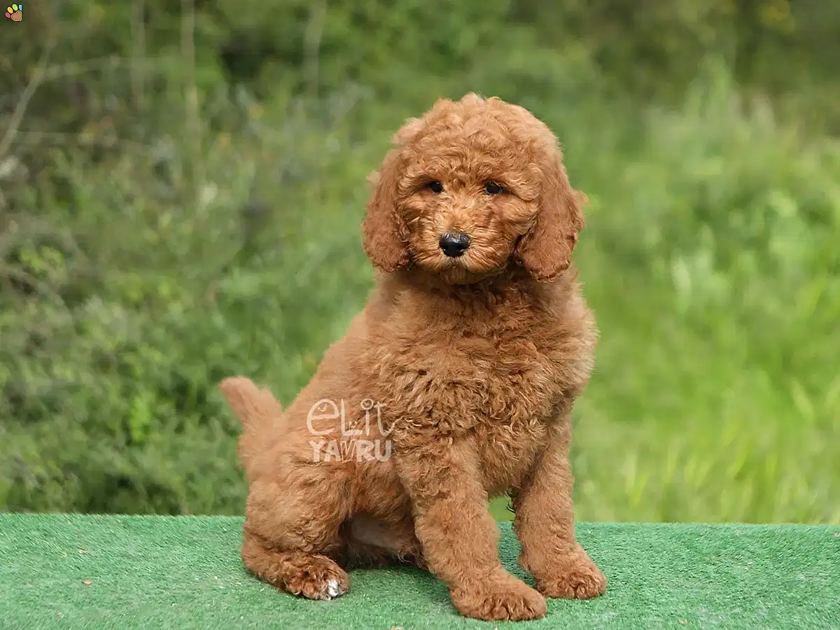 Labradoodle Lukasi