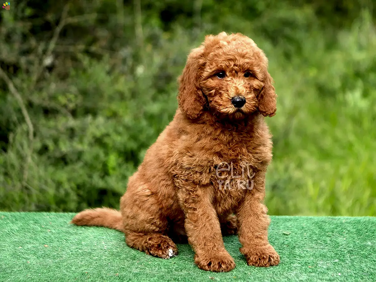 Labradoodle Lukasi 2