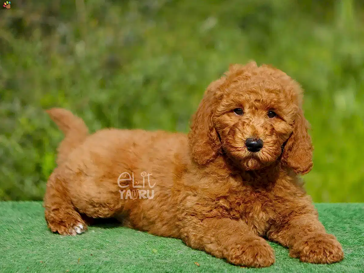 Labradoodle Lukasi 3