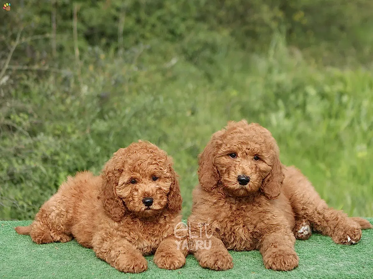 Labradoodle Lukasi 1