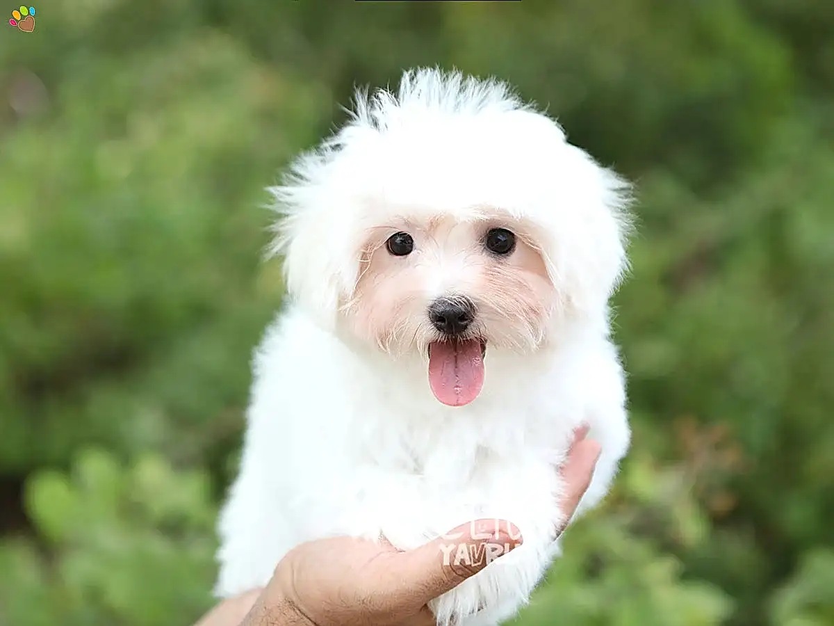 Maltese Terrier Momo 1