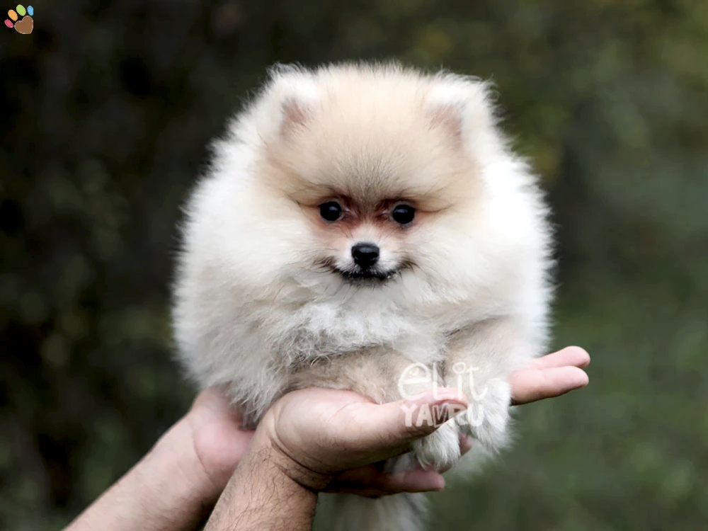 Pomeranian Peach 2