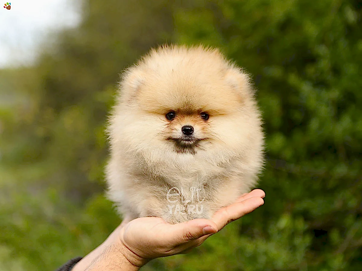 Pomeranian Peter