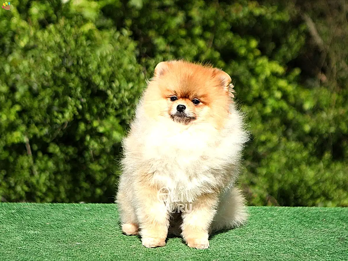 Pomeranian Spike