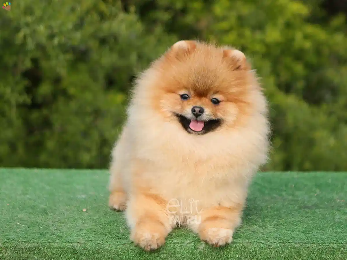 Pomeranian Vega