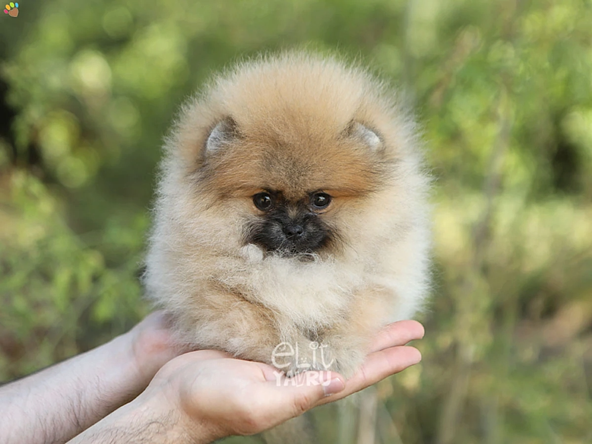 Pomeranian Zuma