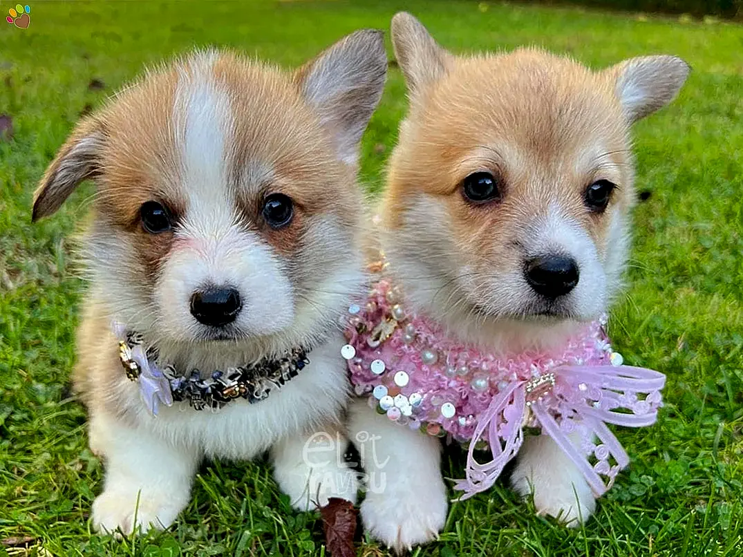 Pembroke Welsh Corgi Cappy
