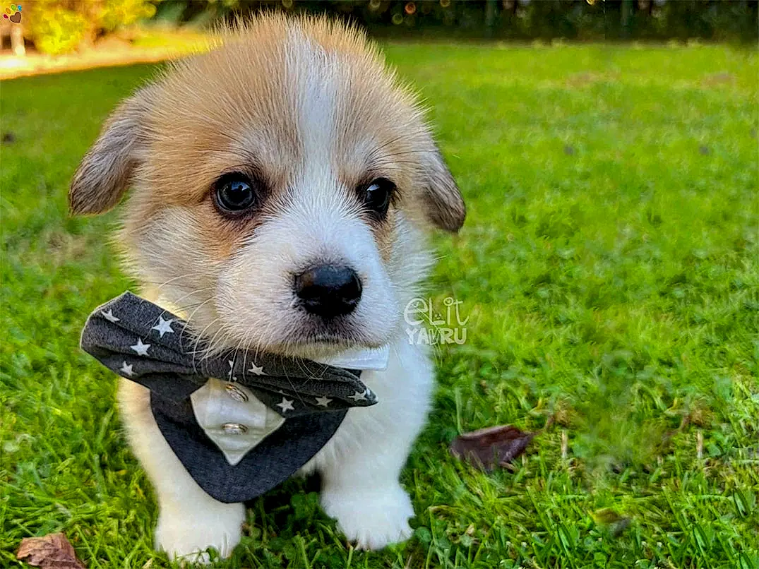 Pembroke Welsh Corgi Copper