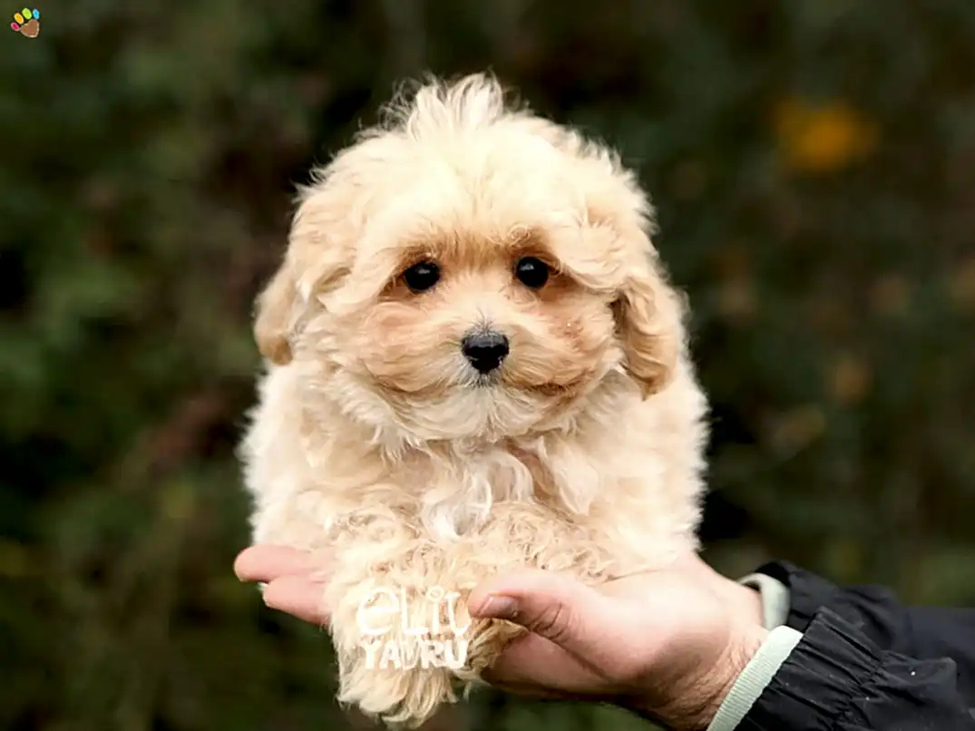 Maltipoo Pika