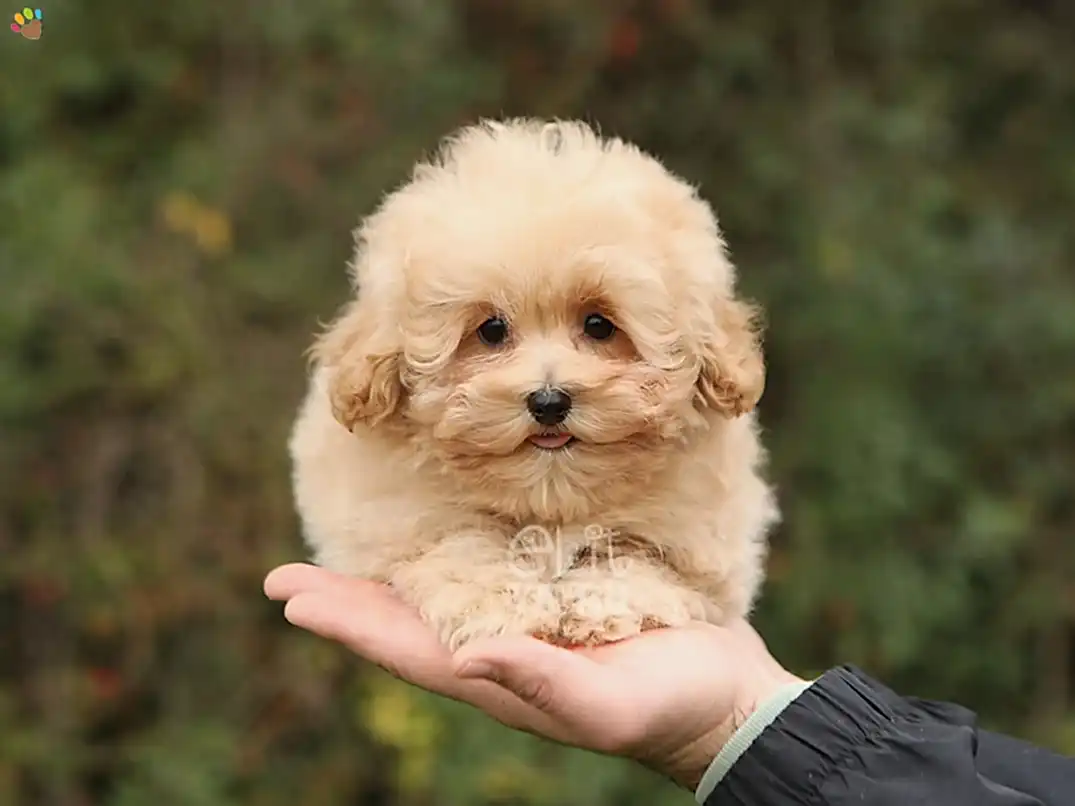 Maltipoo Puffy 1