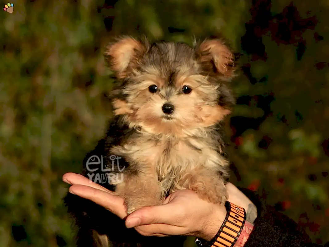 Morkie Tiny