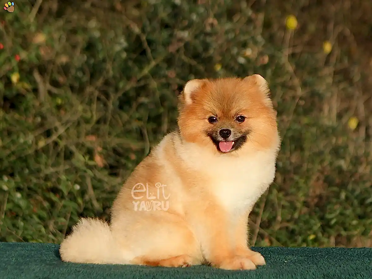 Pomeranian Alfie