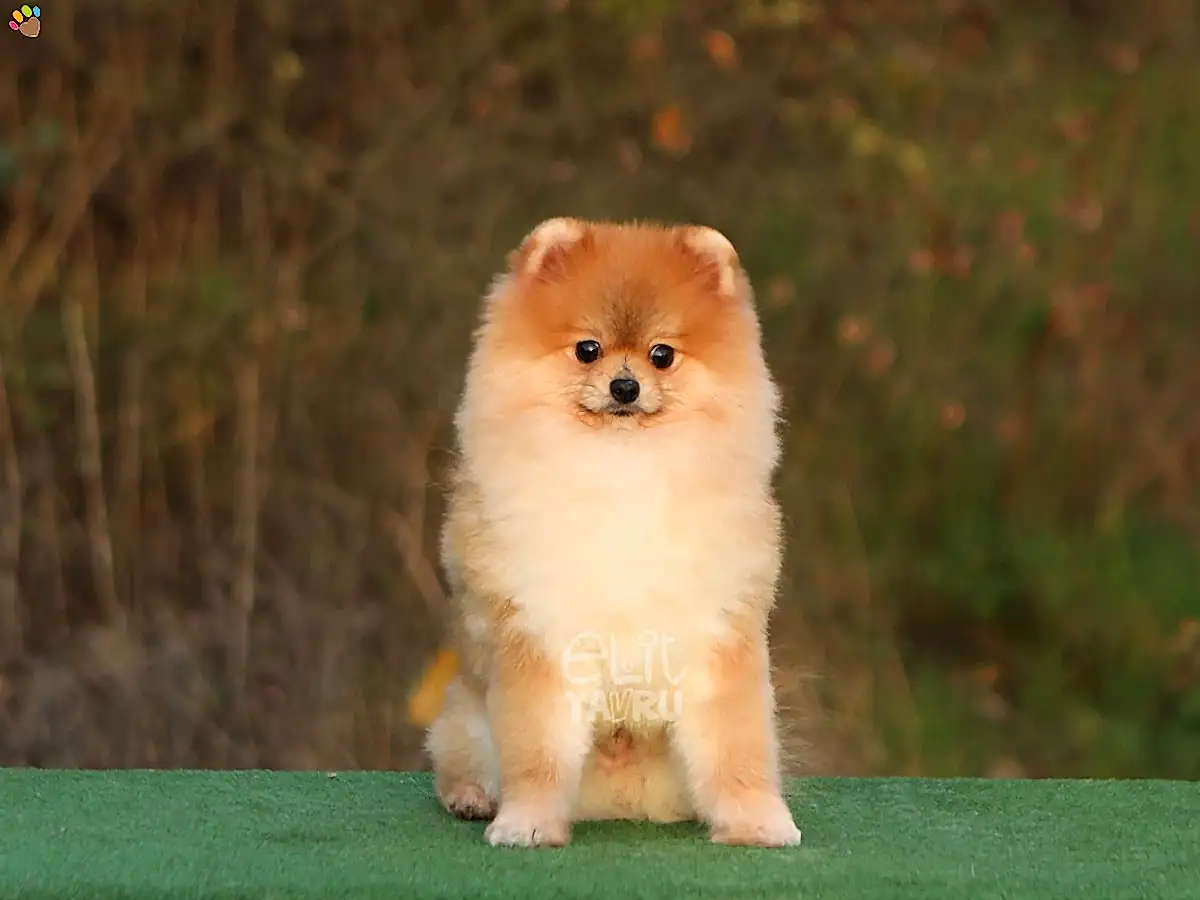 Pomeranian Rusty