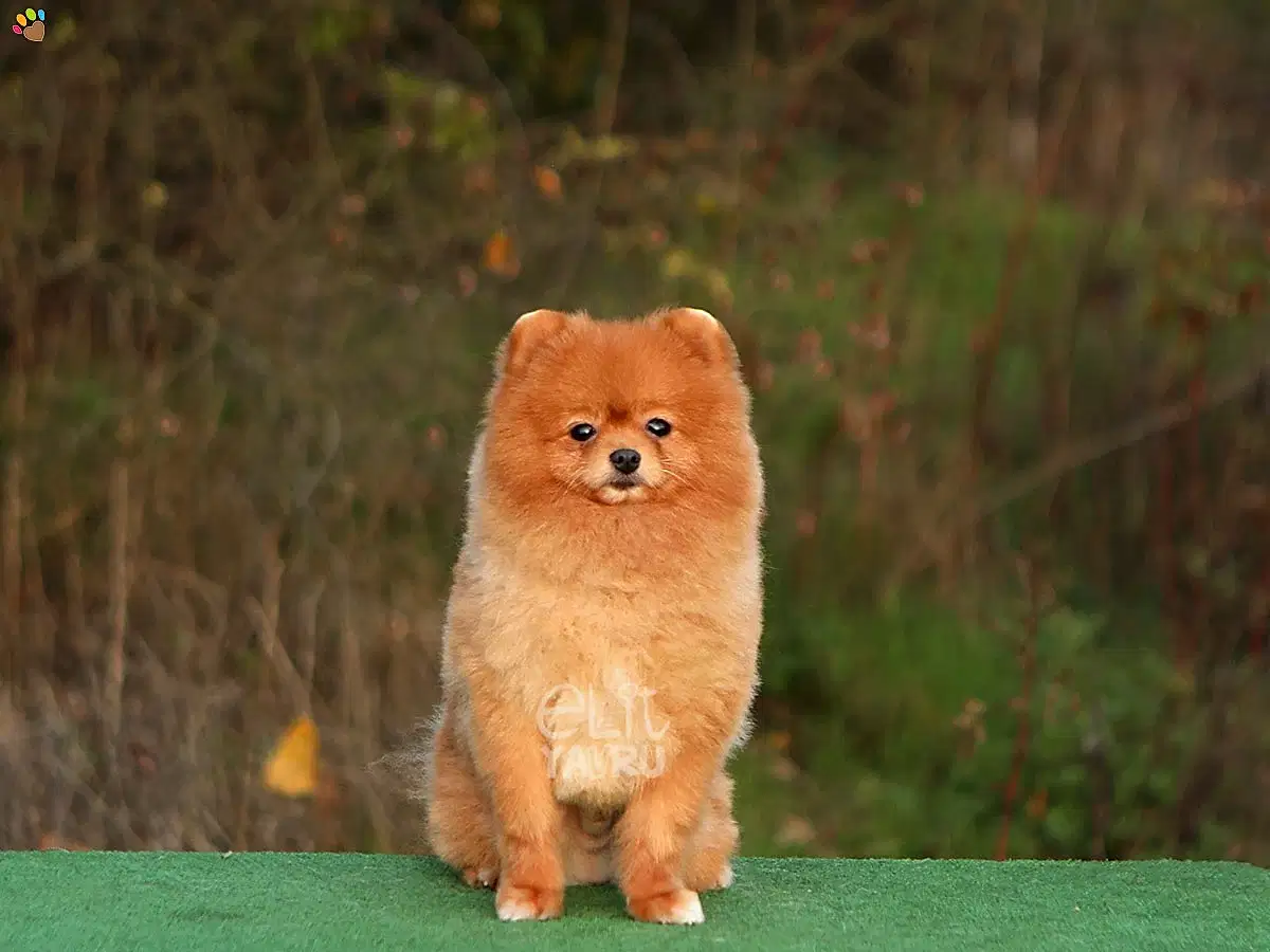 Pomeranian Toby