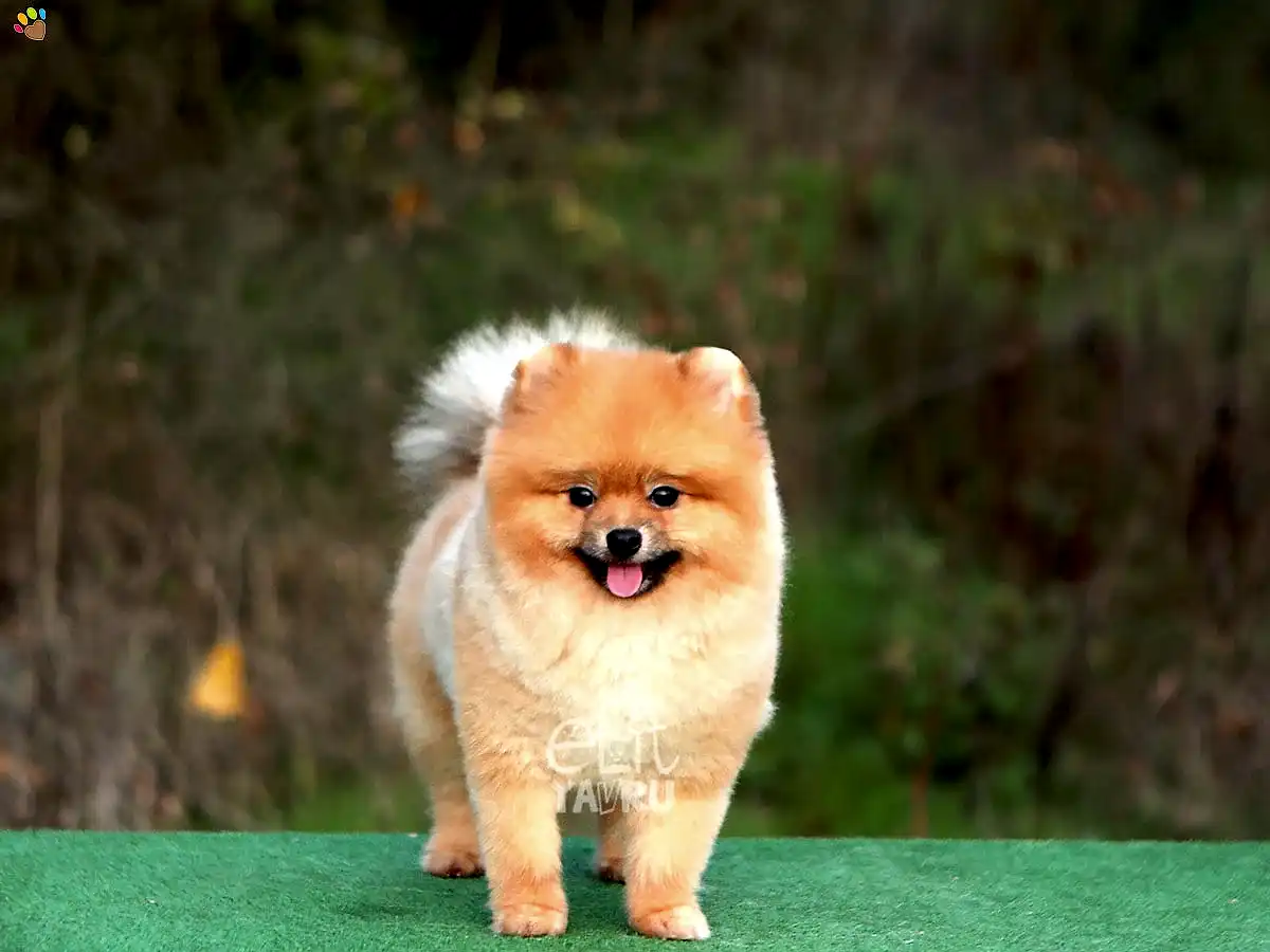 Pomeranian Sunny