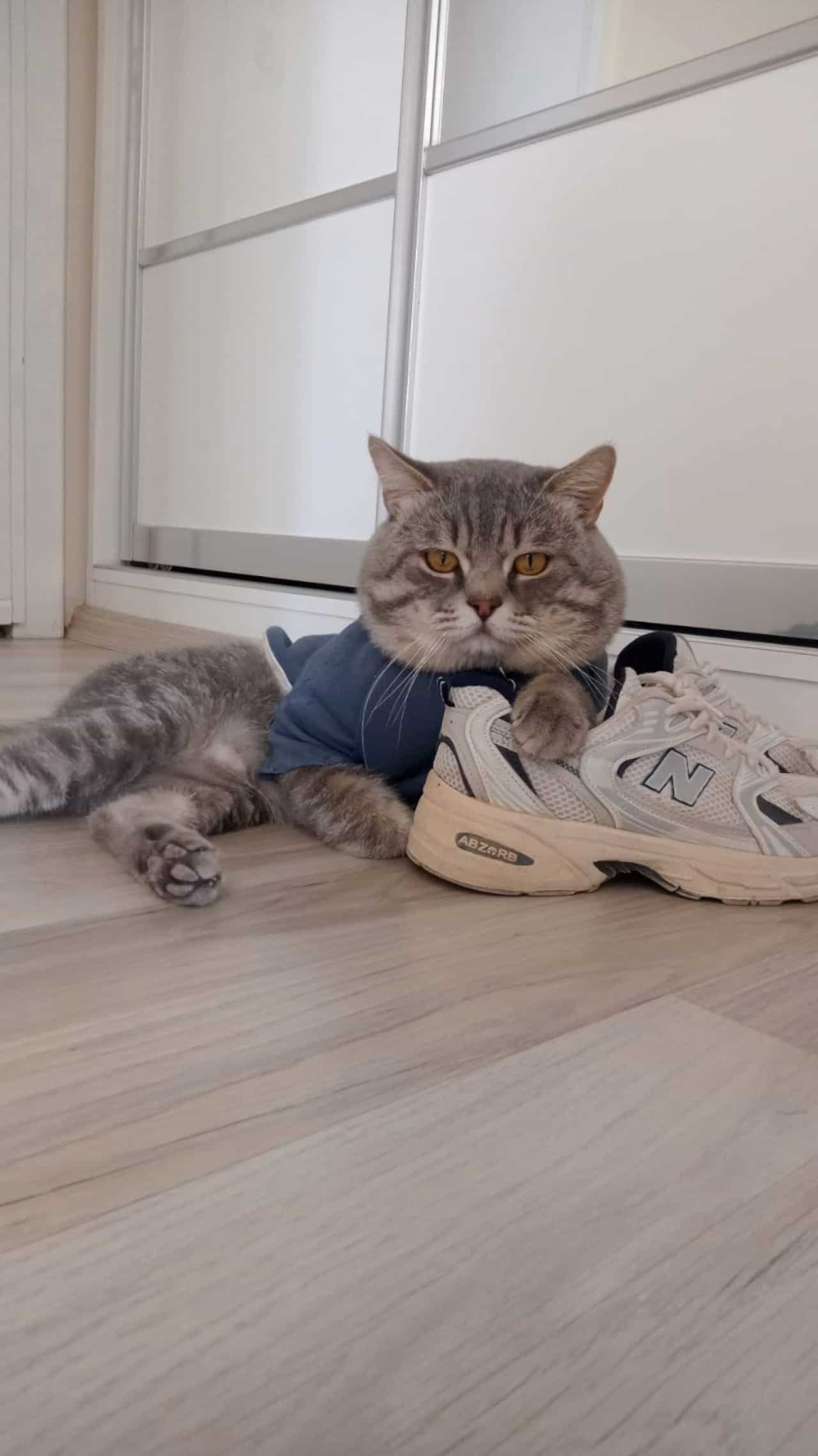 Oğlumuz çikoya prenses arıyoruz