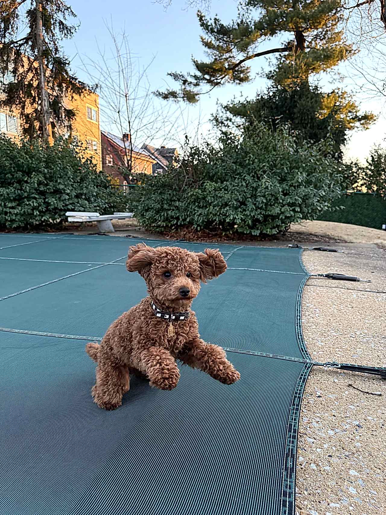 Secereli Mini Poodle ( Red )