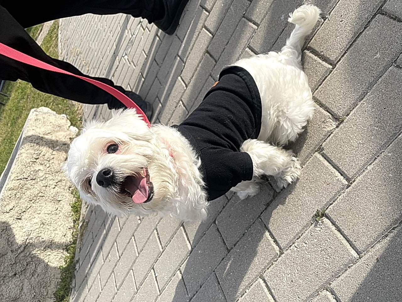 Oğlumuza dişi eş arıyoruz