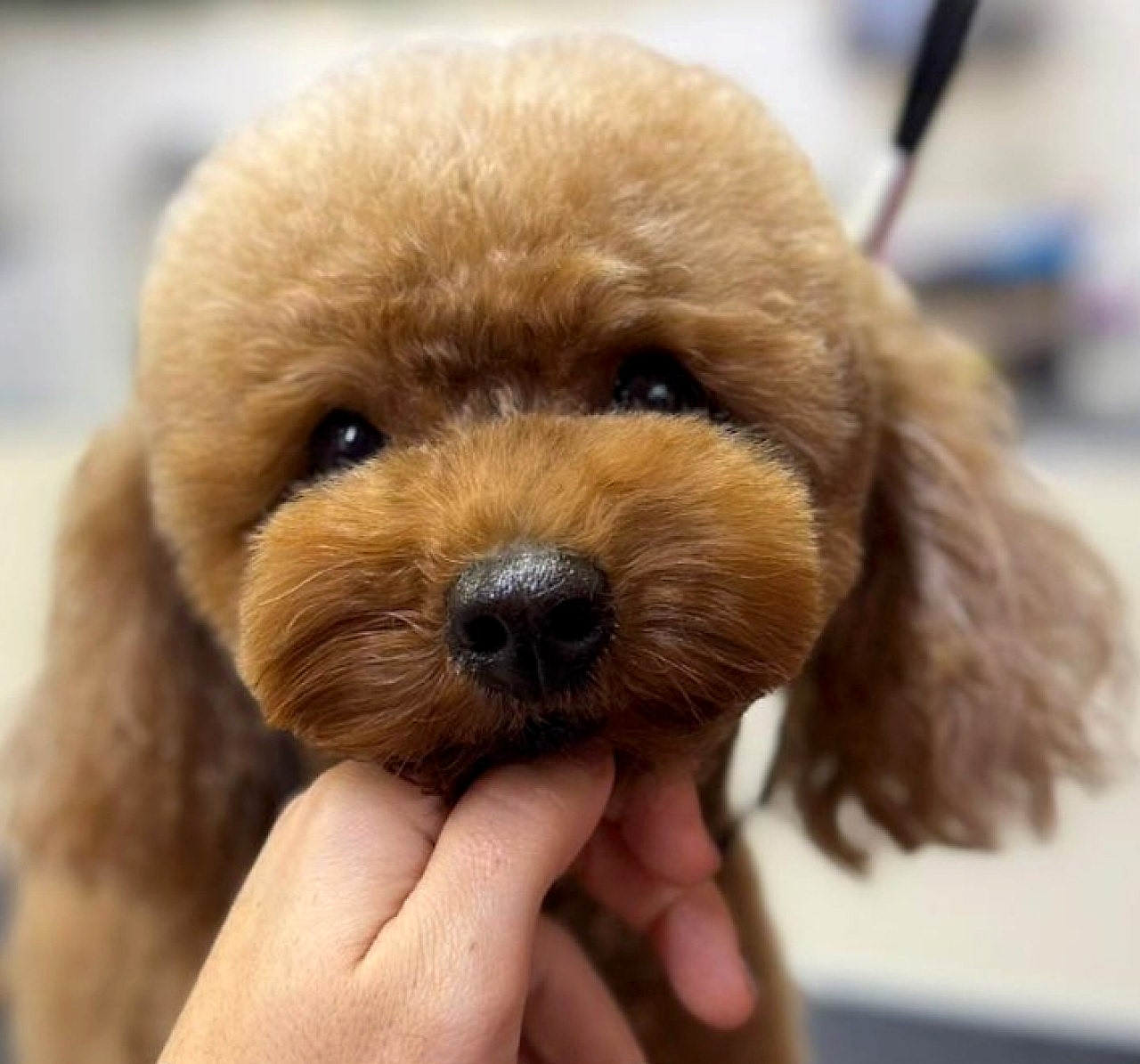 Aşıları tam eş adayları
