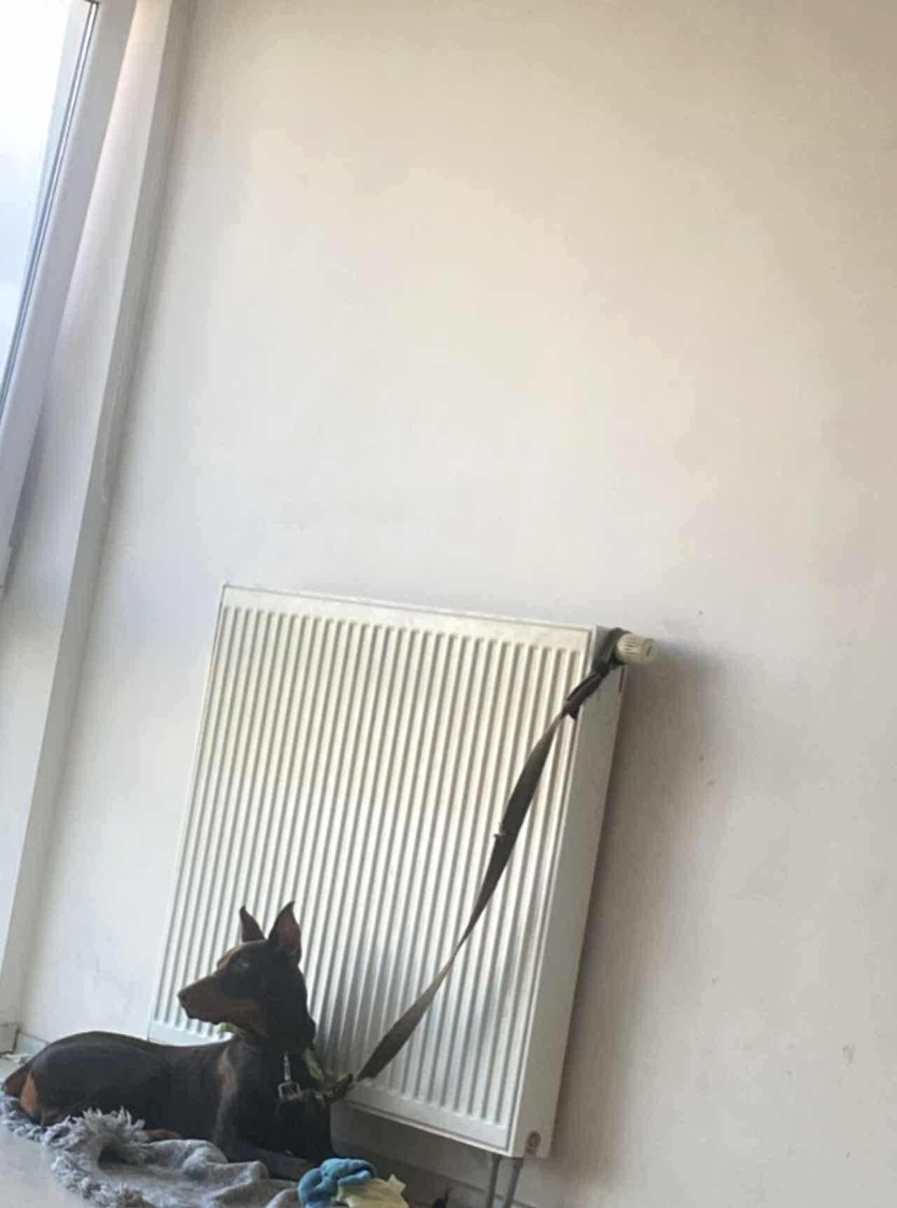 11 aylık doberman eş arıyoruz