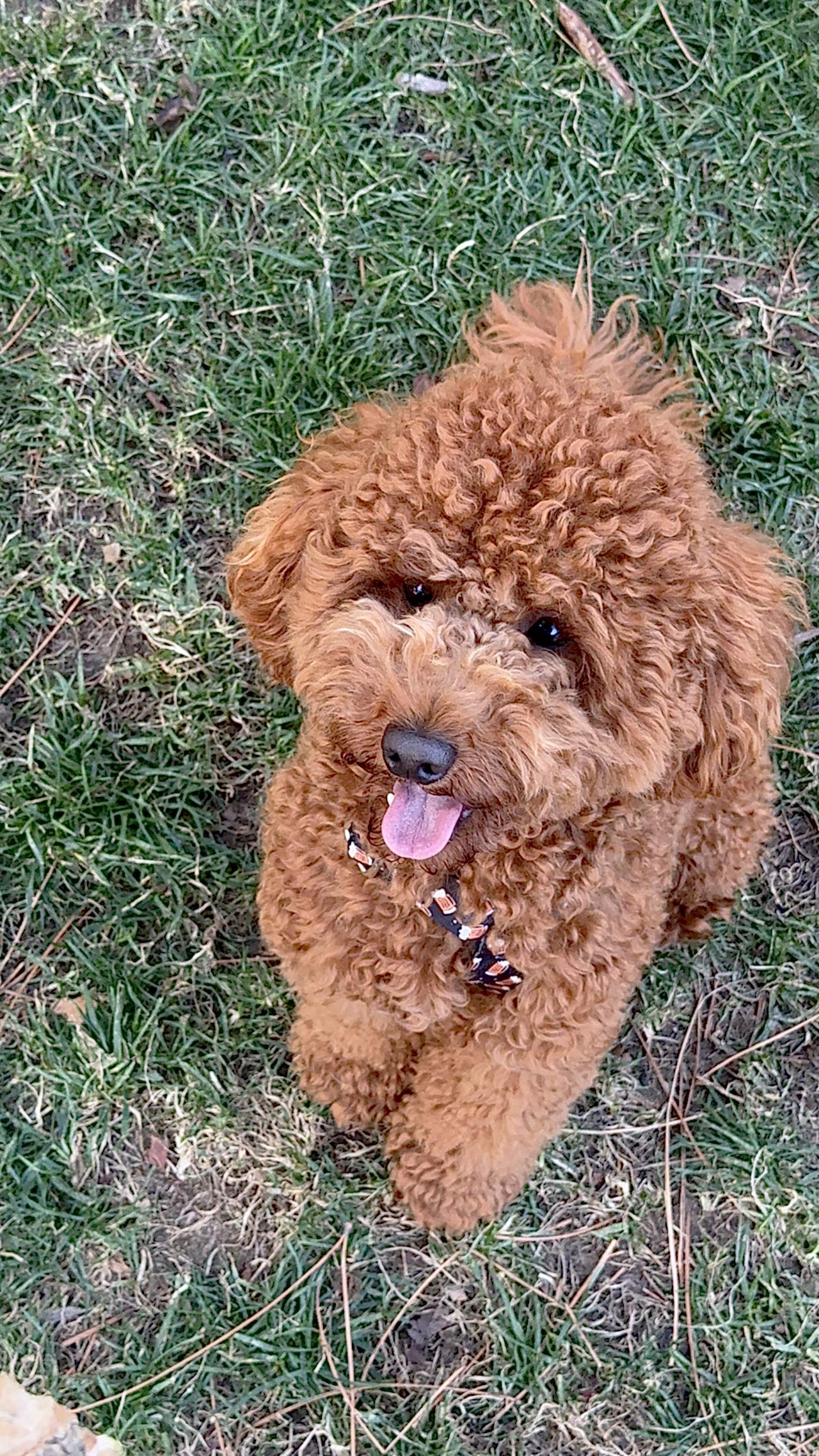 Oğlumuza dişi arıyoruz