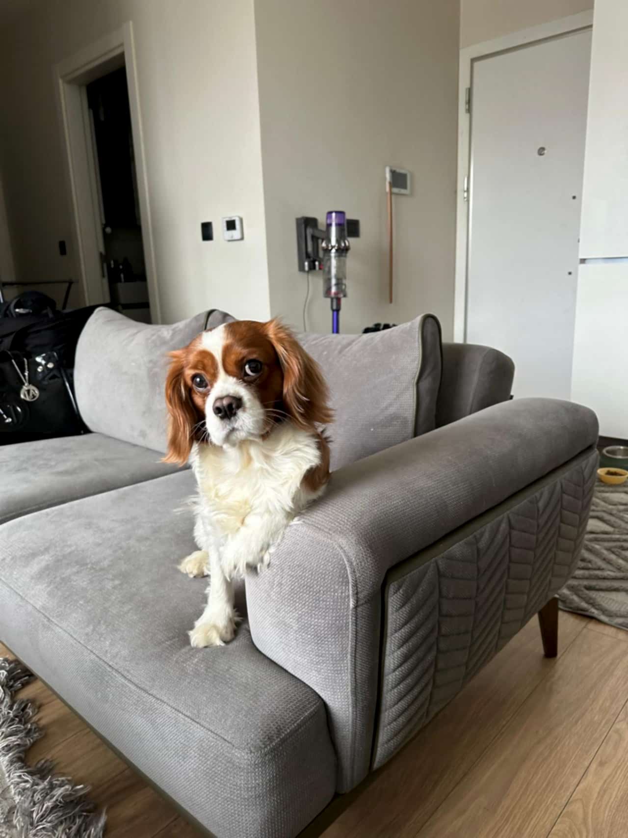 2 yaşında erkek Cavalier king charles dişi arıyoruz