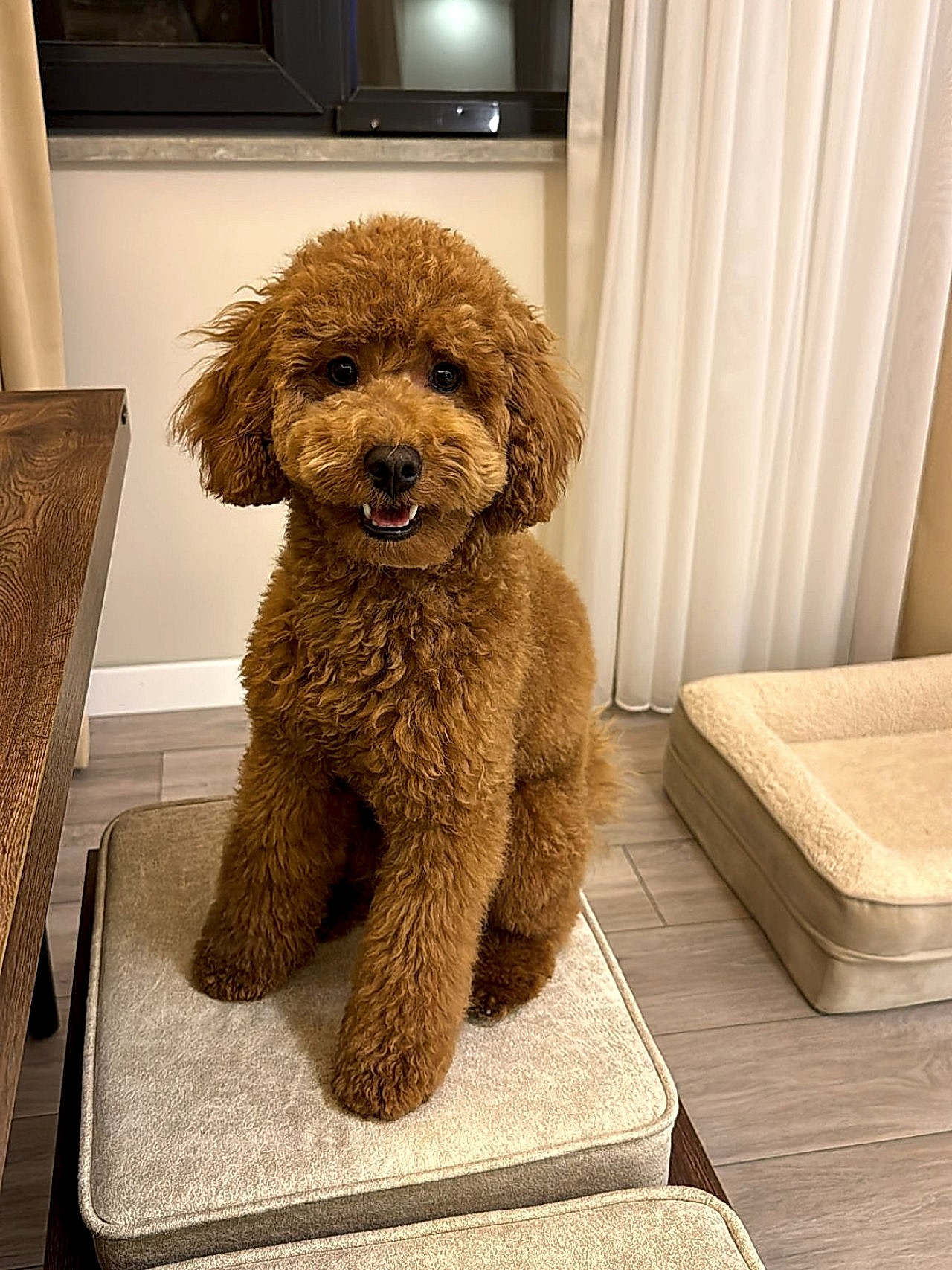 1 yaşında Toypoodlee