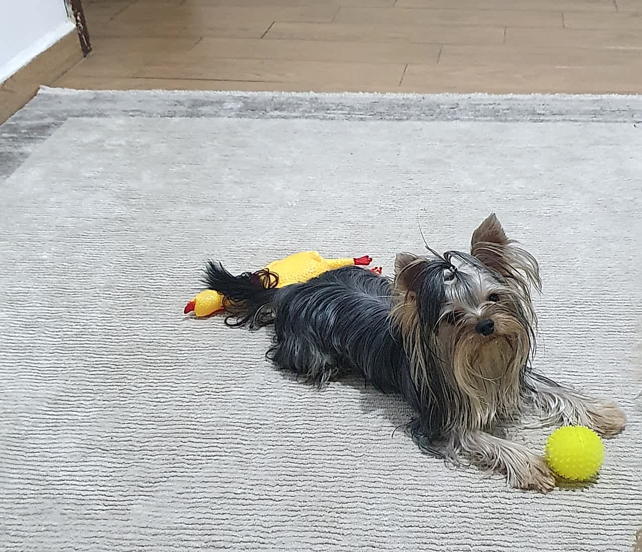 Scr li Yorkshire erkek