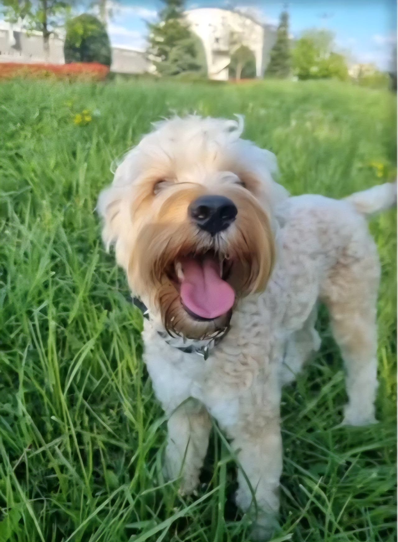 Lucas oğlumuza eş arıyoruz