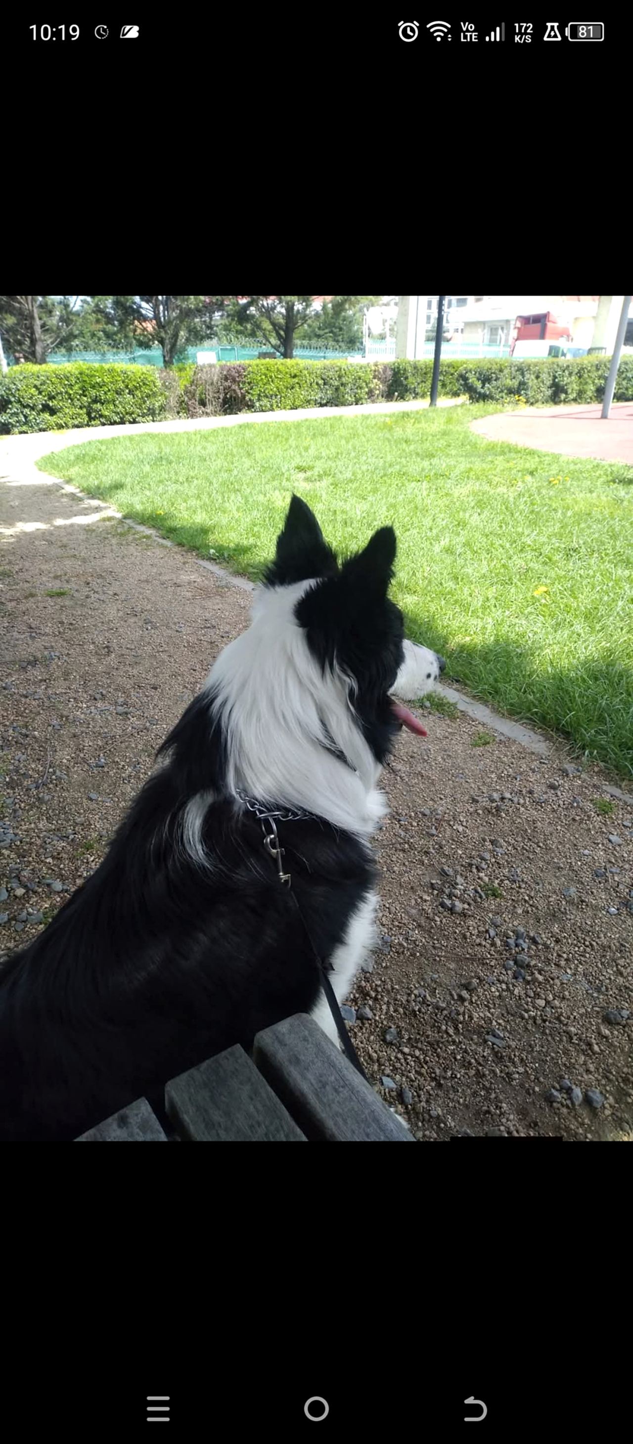 A Secereli Erkek Border Collie