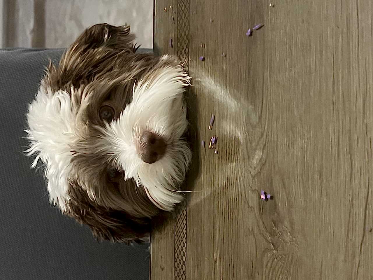 12 aylık Mocha’ya gelin arıyoruz.