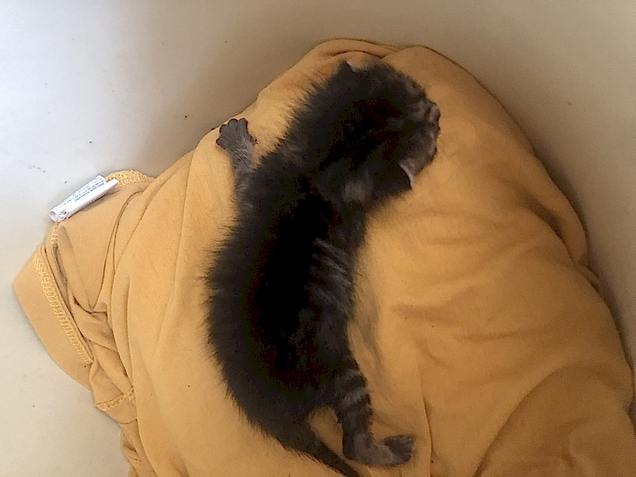 İzmir Konak Yavru Kedi